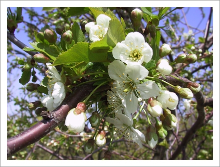 kirsebaer_blomster.jpg