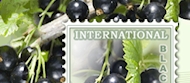 Internationan-Blackcurrant-Association.png